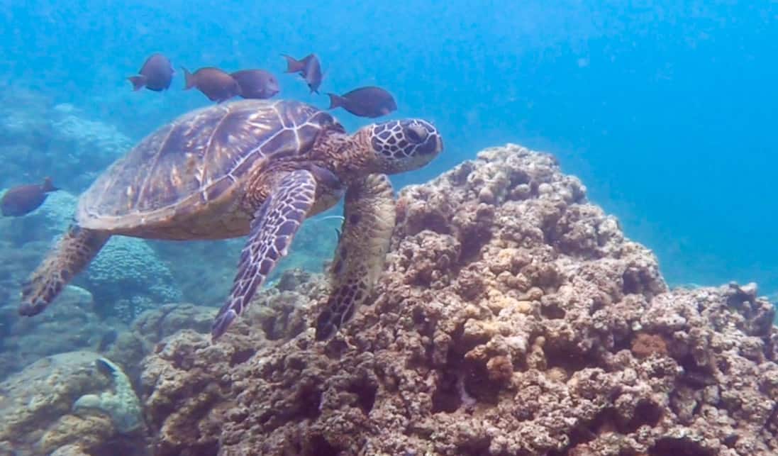Maui ocean